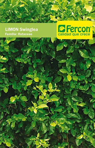 Fercon Limón Swinglea Ornamental  X 750 Semillas 25 Gr 3