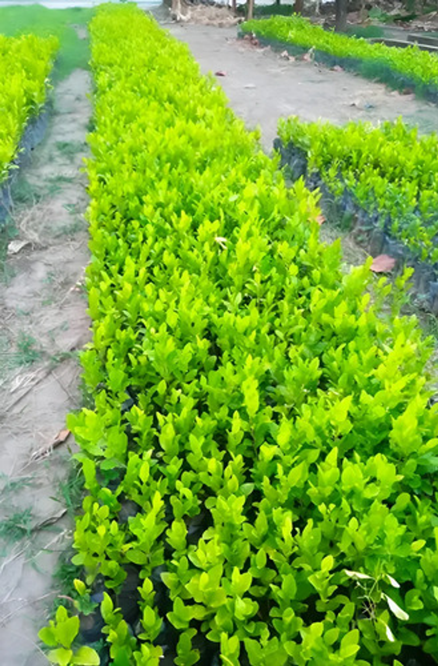 Fercon Limón Swinglea Ornamental  X 750 Semillas 25 Gr 5