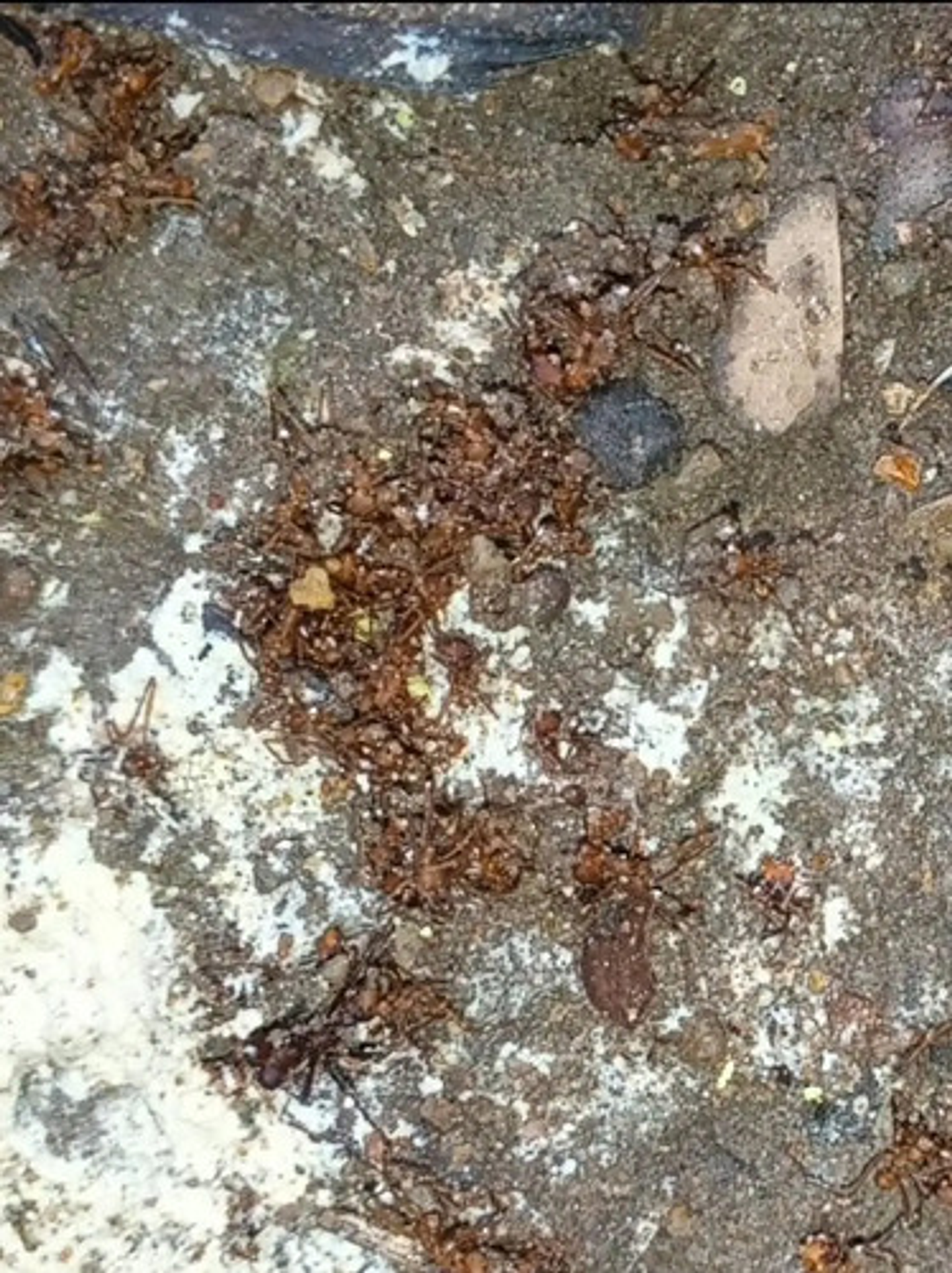 Bomba Insufladora Mata Hormigas  500 Gr + Termigas X 500 Gr 4