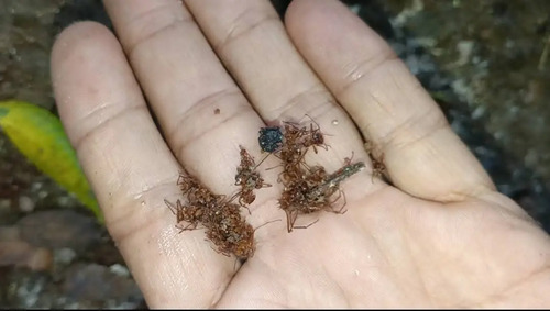 Kit Hormiguicida: Bomba Insufladora 500g + 1 Termigas Polvo x 500g | Agrosamario 9