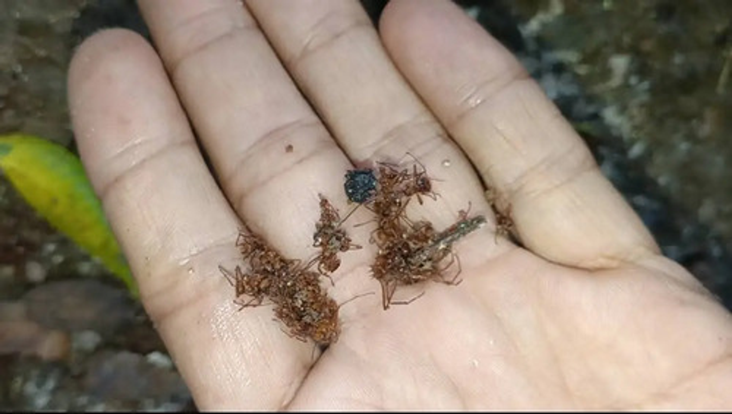 Bomba Insufladora Mata Hormigas  500 Gr + Termigas X 500 Gr 10