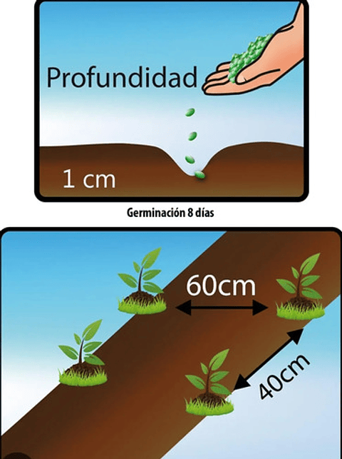 Fercon Limón Swinglea Ornamental  X 100 Gr - 3000 Semillas