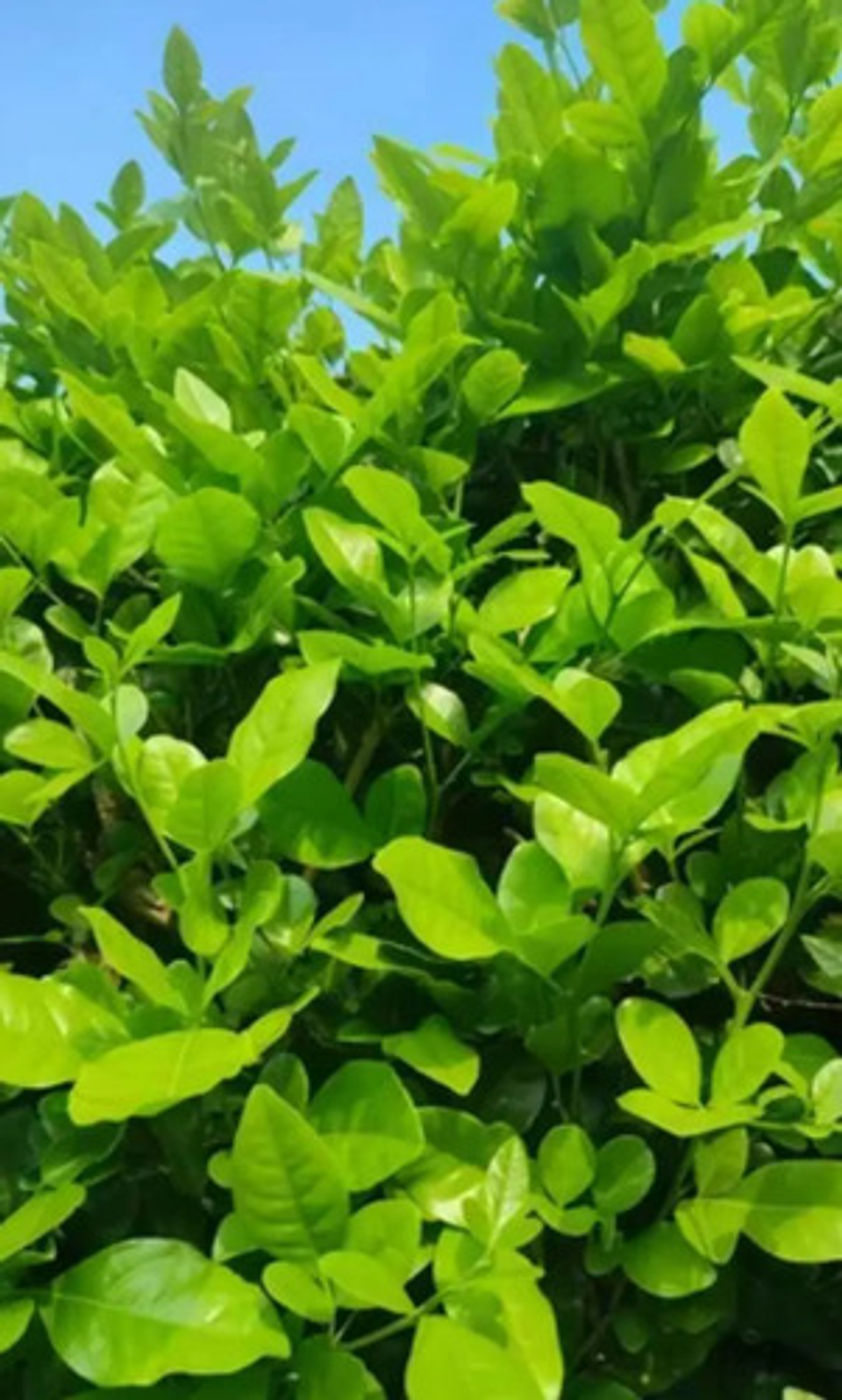 Fercon Limón Swinglea Ornamental  X 100 Gr - 3000 Semillas 6