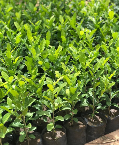 Fercon Limón Swinglea Ornamental  X 100 Gr - 3000 Semillas 7