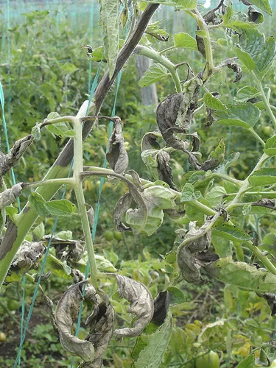 Dithane M-45 Mancozeb Control Hongos X Kilogramo 4