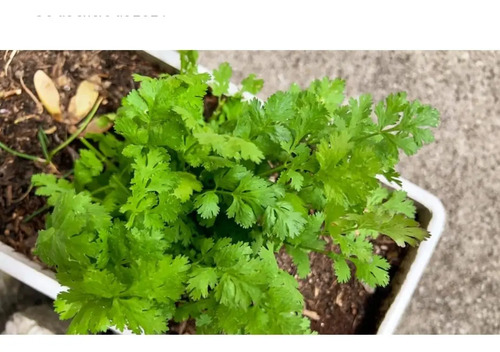 Semillas Cilantro Comun X Sobre Fercon 2