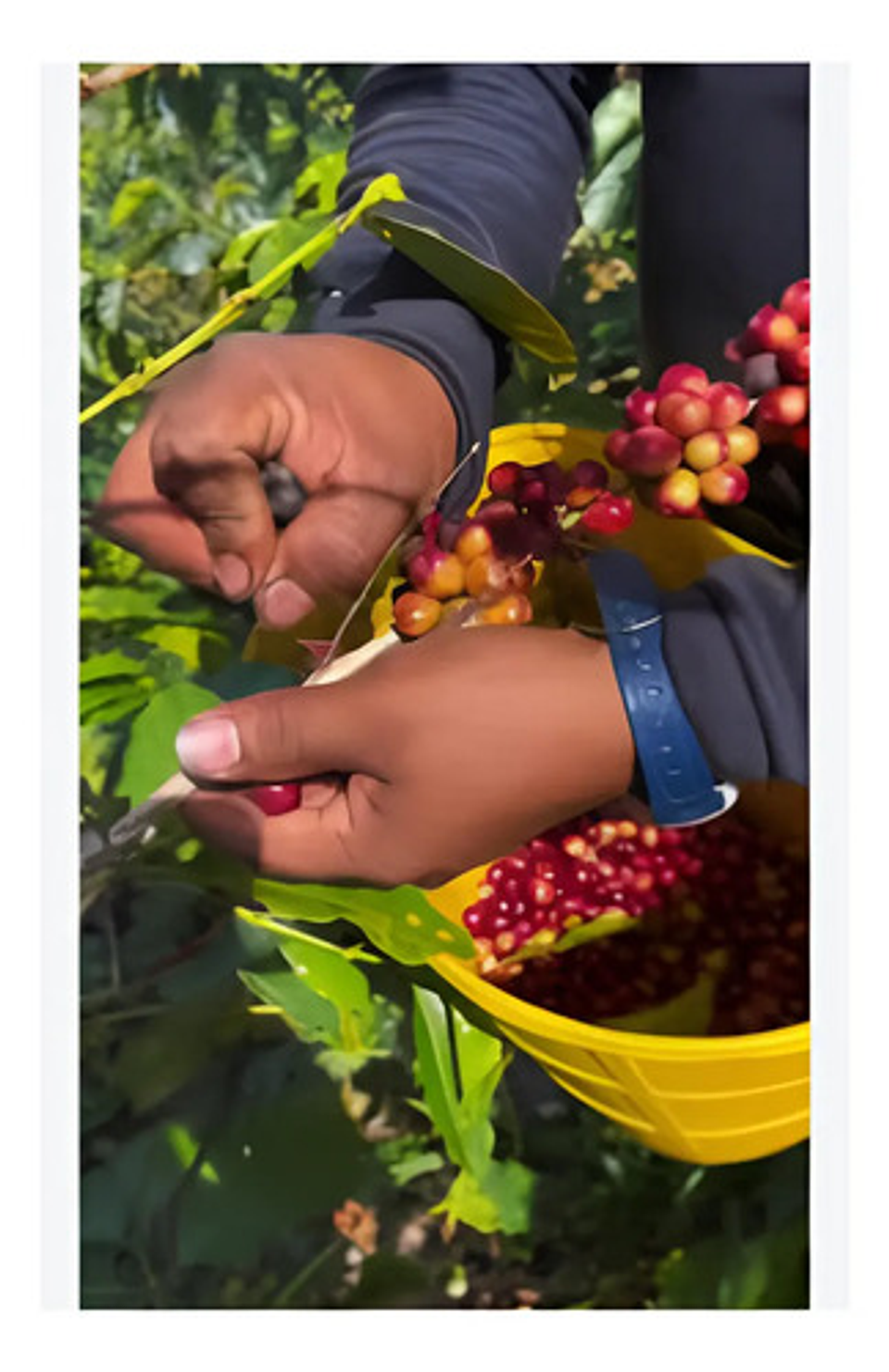 Canasto Recolector Coco De Cafe Imusa 3