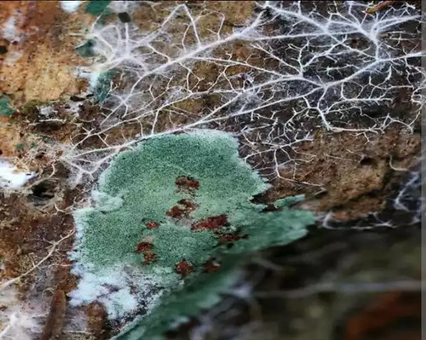 Safersoil Biológico Trichoderma X 500 7