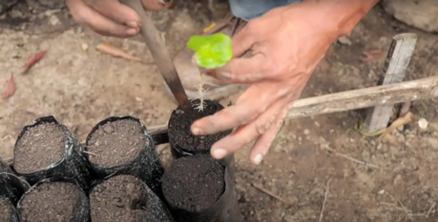 Bolsa Semillero Vivero 5x7pul (13cm Ancho X18cm Alto) 1000un 8