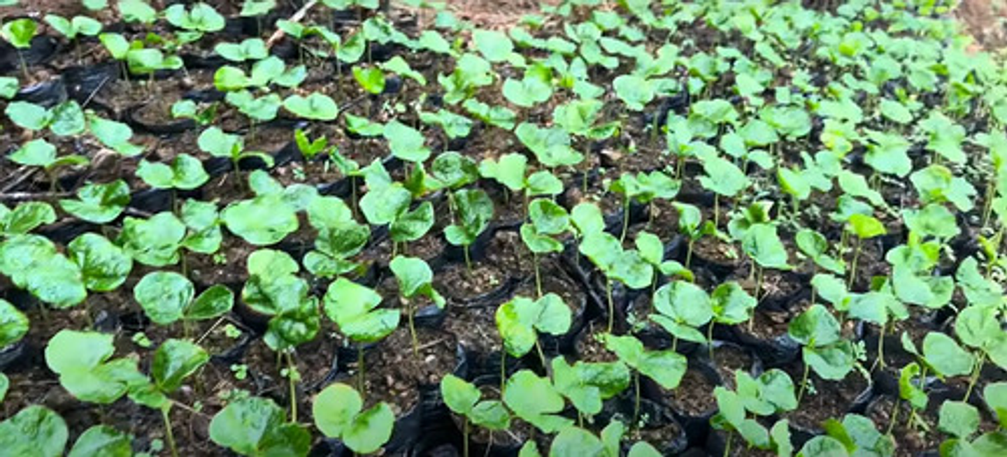 Bolsa Semillero Vivero 5x7pul (13cm Ancho X18cm Alto) 1000un 11