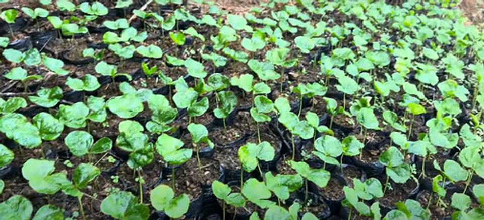 Bolsa Semillero Vivero 5x7pul (13cm Ancho X18cm Alto) 1000un 11