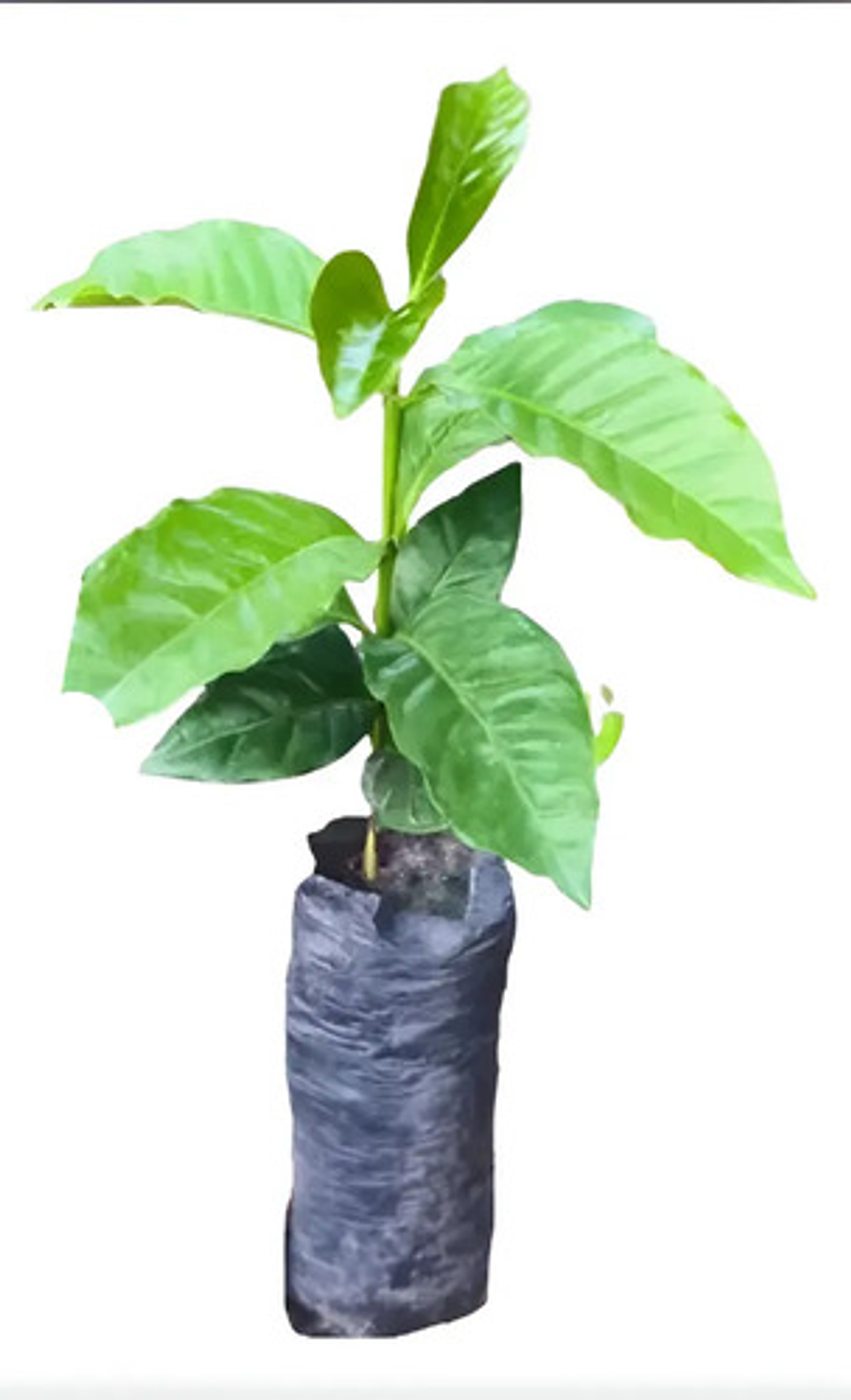 Bolsa Semillero Vivero 4x7pul 10cm Ancho X18cm Alto X3000uni 4