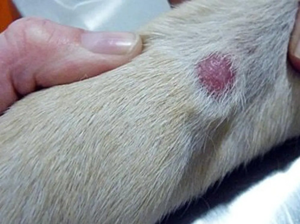 Cutamycon Spray 100ml Chalver 3