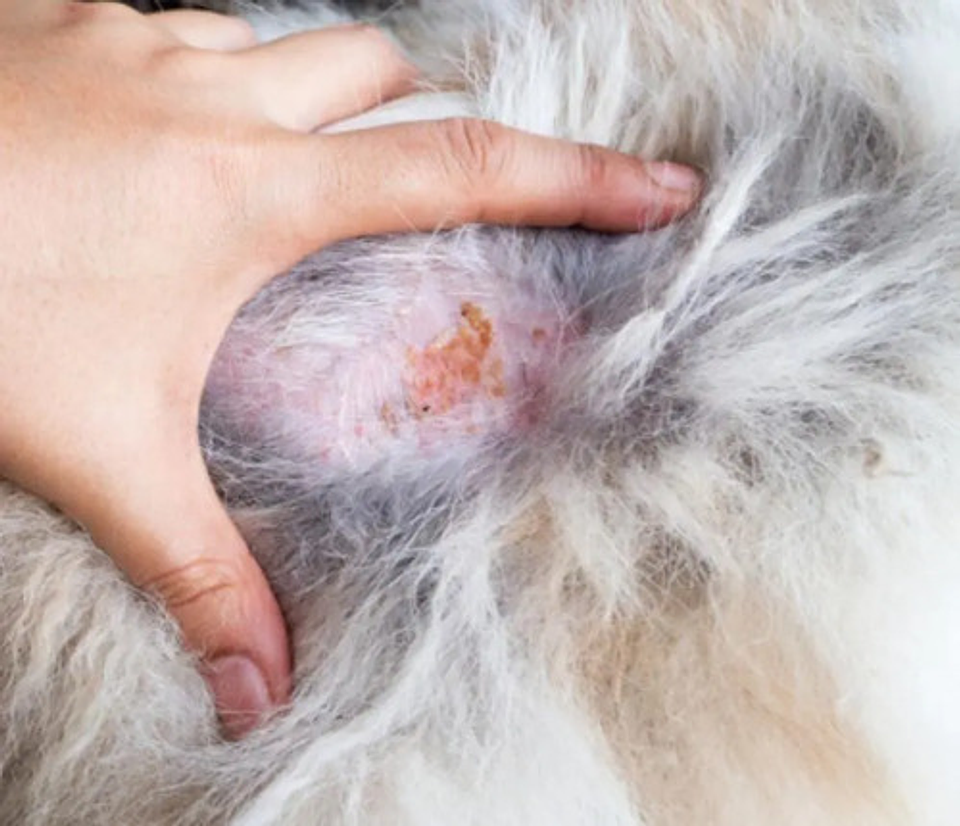 Cutamycon Spray 100ml Chalver 4