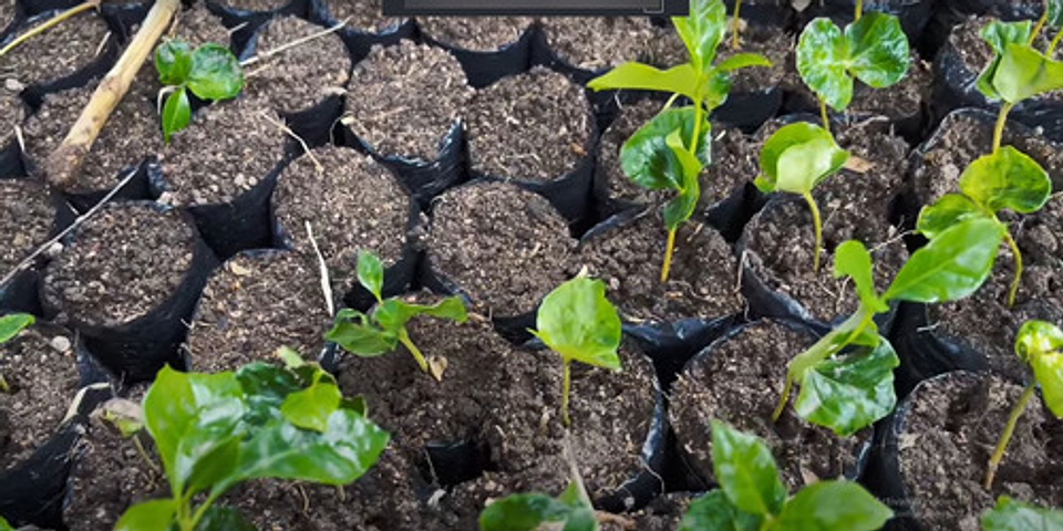 Bolsa Semillero Vivero 4x7pul (10cm Ancho X18cm Alto) 1000un 9