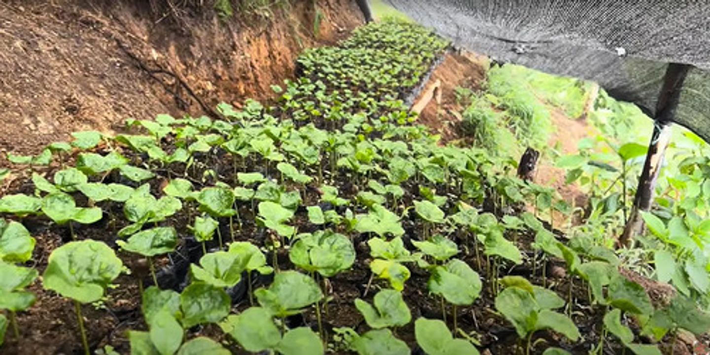 Bolsa Semillero Vivero 4x7pul (10cm Ancho X18cm Alto) 1000un 10