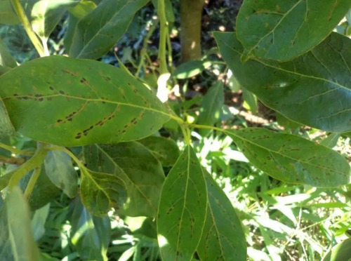 Abamectina DVA x 1 Litro - Acaricida e Insecticida Traslaminar | Agrosamario 3