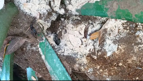 Matahormigas Polvo 500g Línea Arriera Insecticida Eficaz 2