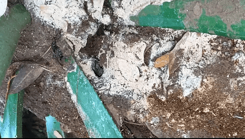 Matahormigas Polvo 500g Línea Arriera Insecticida Eficaz