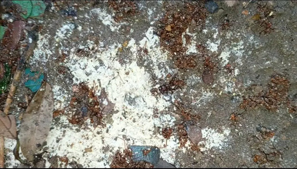 Matahormigas Polvo 500g Línea Arriera Insecticida Eficaz 3