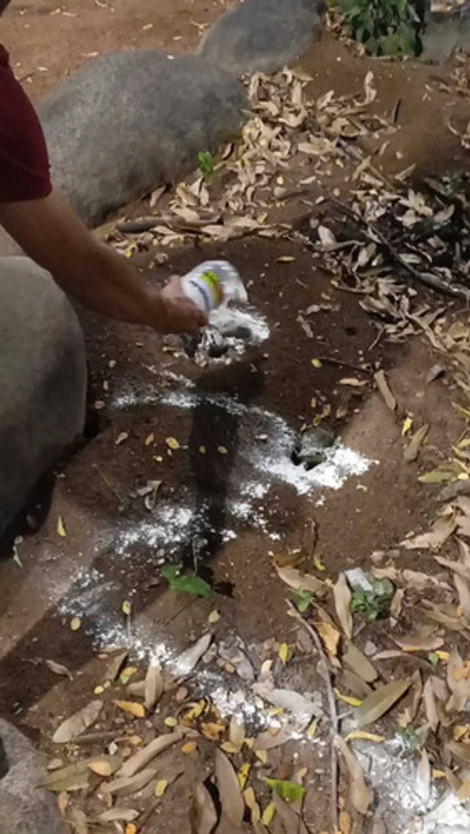 Matahormigas Polvo 500g Línea Arriera Insecticida Eficaz 4