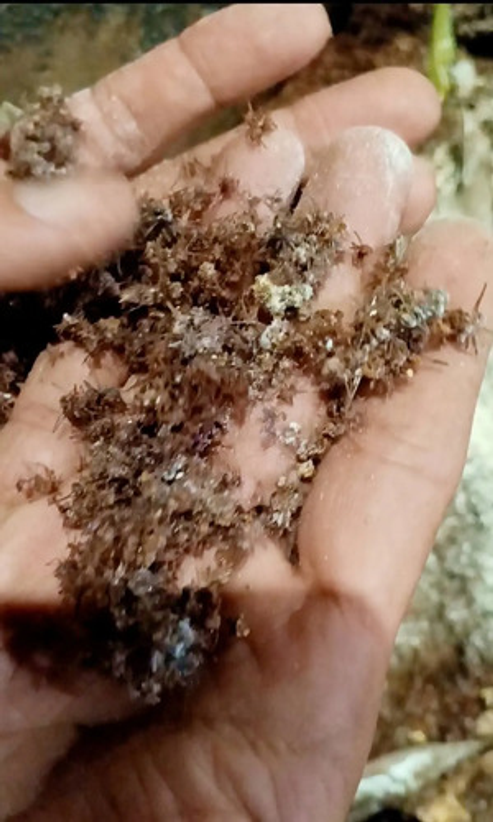 Matahormigas Polvo 500g Línea Arriera Insecticida Eficaz 5