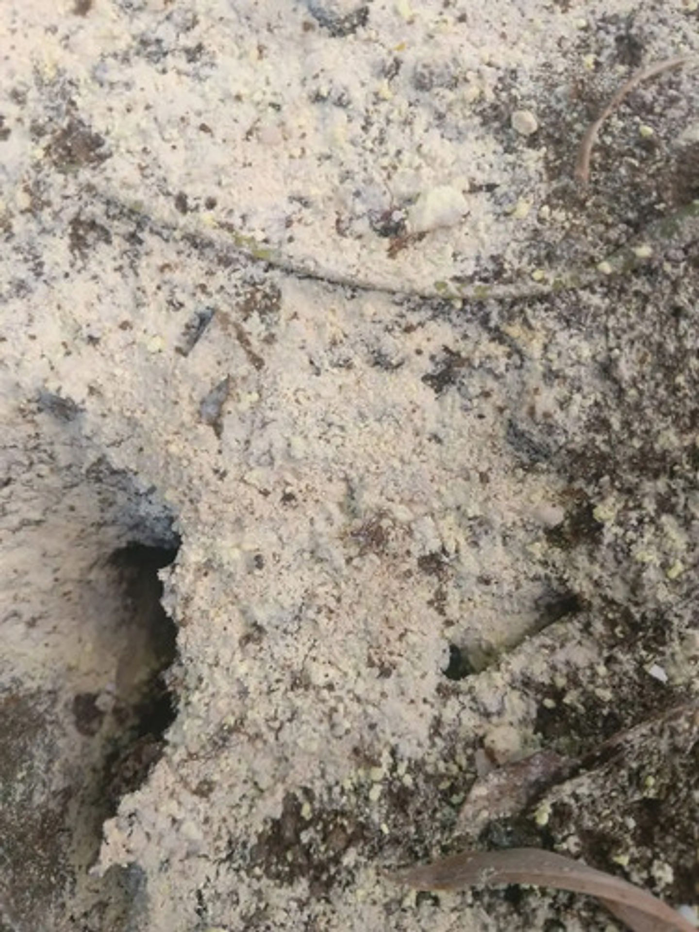 Matahormigas Polvo 500g Línea Arriera Insecticida Eficaz 6