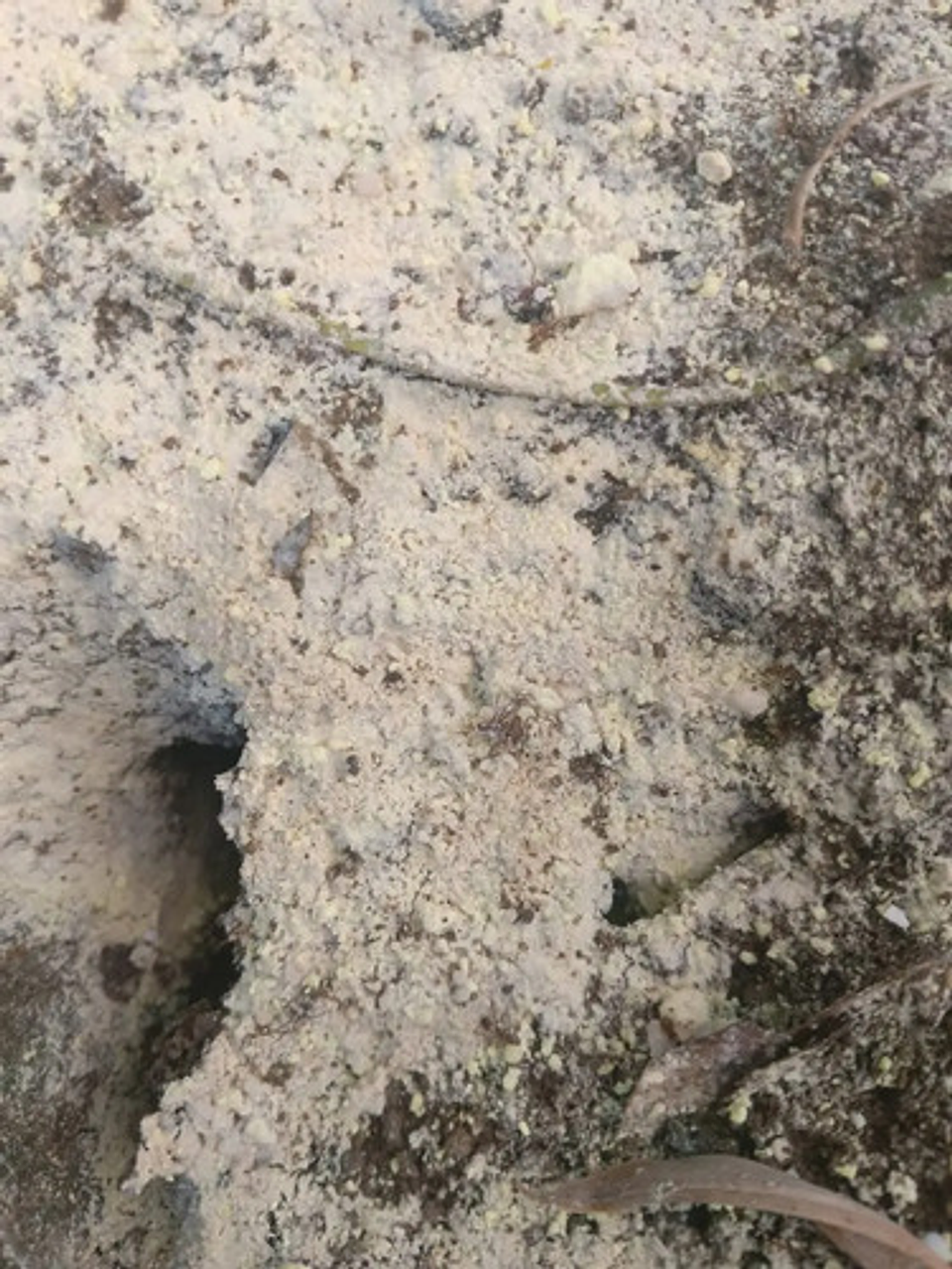 Matahormigas Polvo 500g Línea Arriera Insecticida Eficaz 6