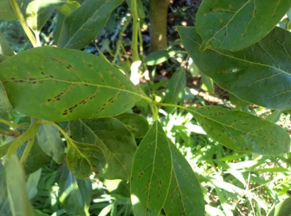 Hostil Abamectina X Litro 3