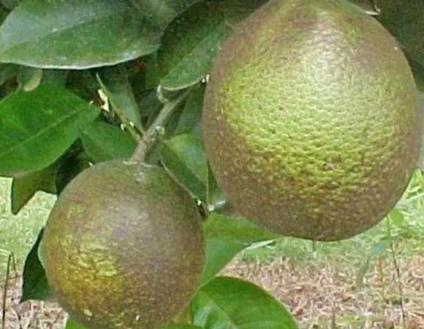 Hostil Abamectina X Litro 4