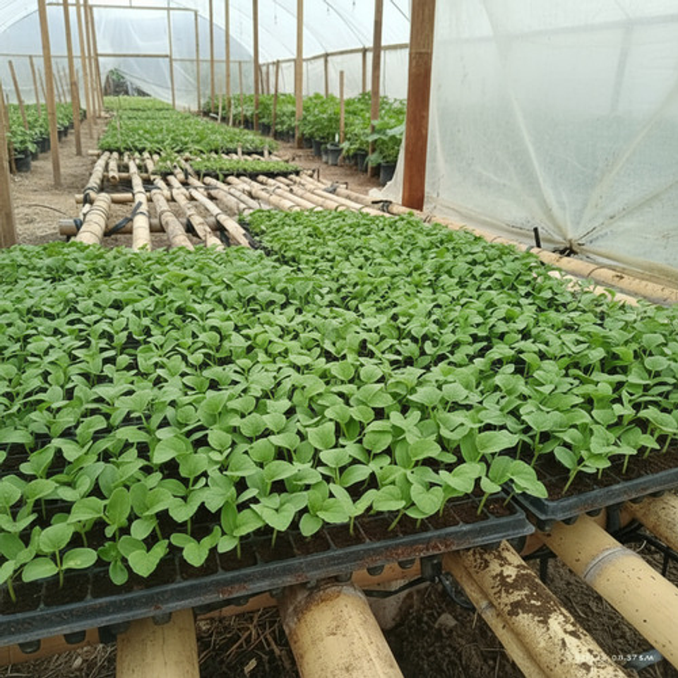 Bandeja Semillero-germinacion 128 Cavidades X 1 Unidades 3