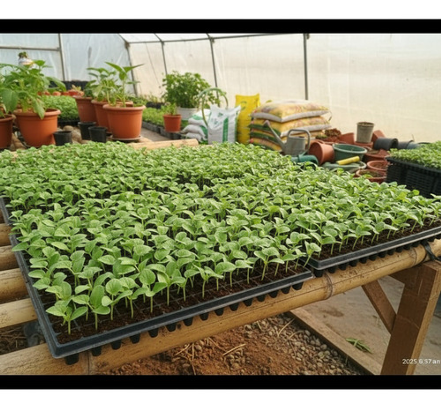 Bandeja Semillero-germinacion 128 Cavidades X 1 Unidades 5