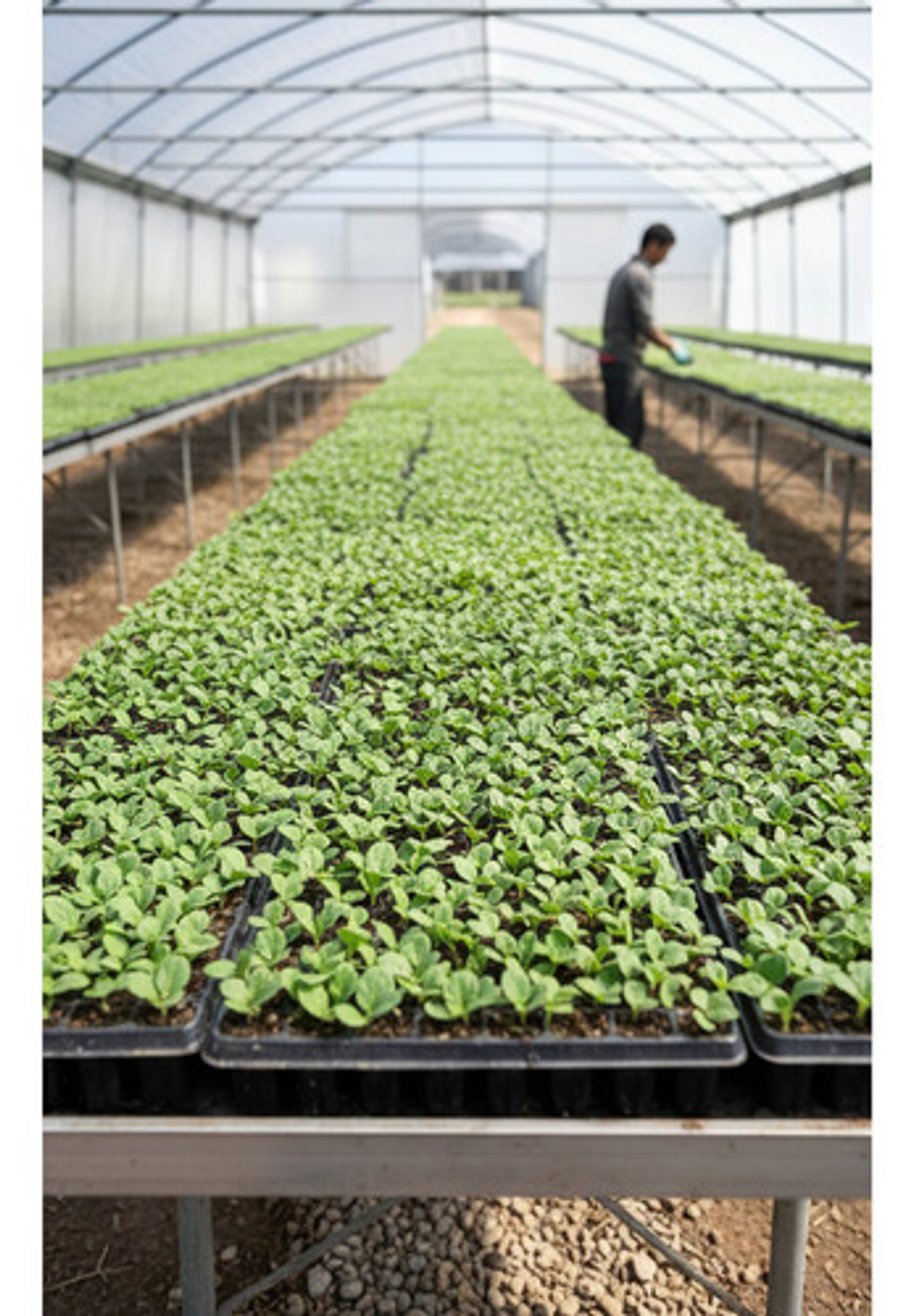 Bandeja Semillero-germinacion 128 Cavidades X 1 Unidades 7