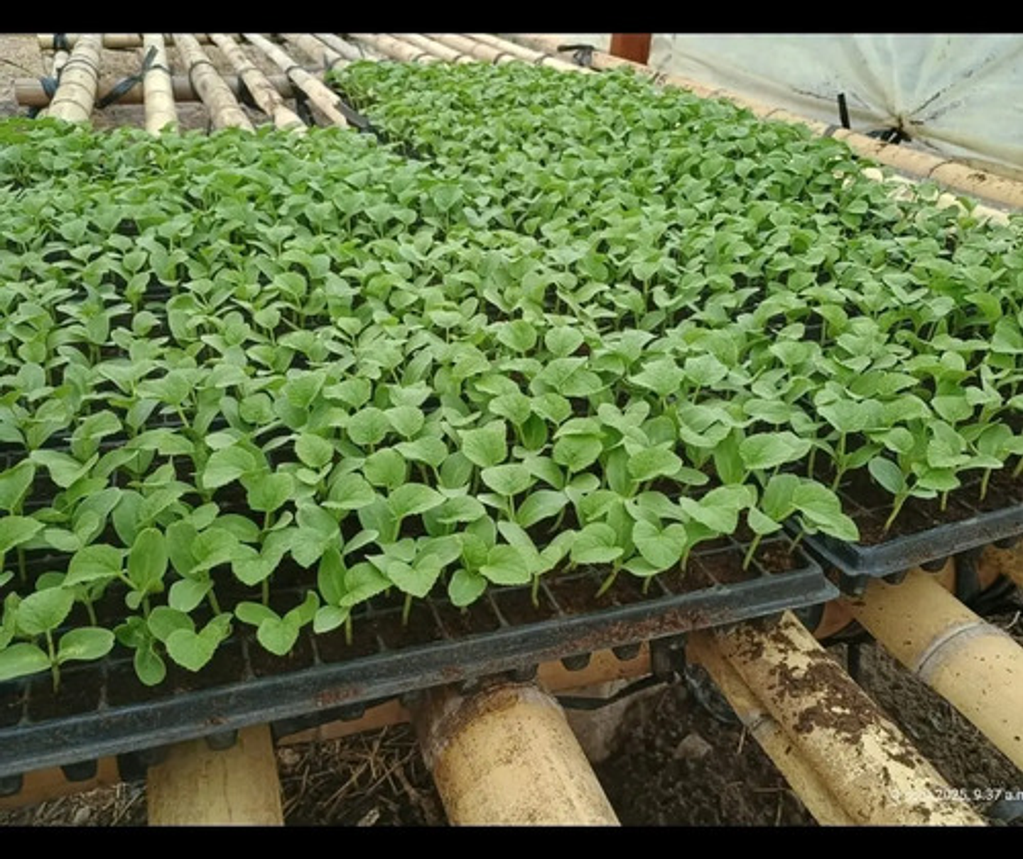 Bandeja Semillero-germinacion 128 Cavidades X 10 Unidades 5