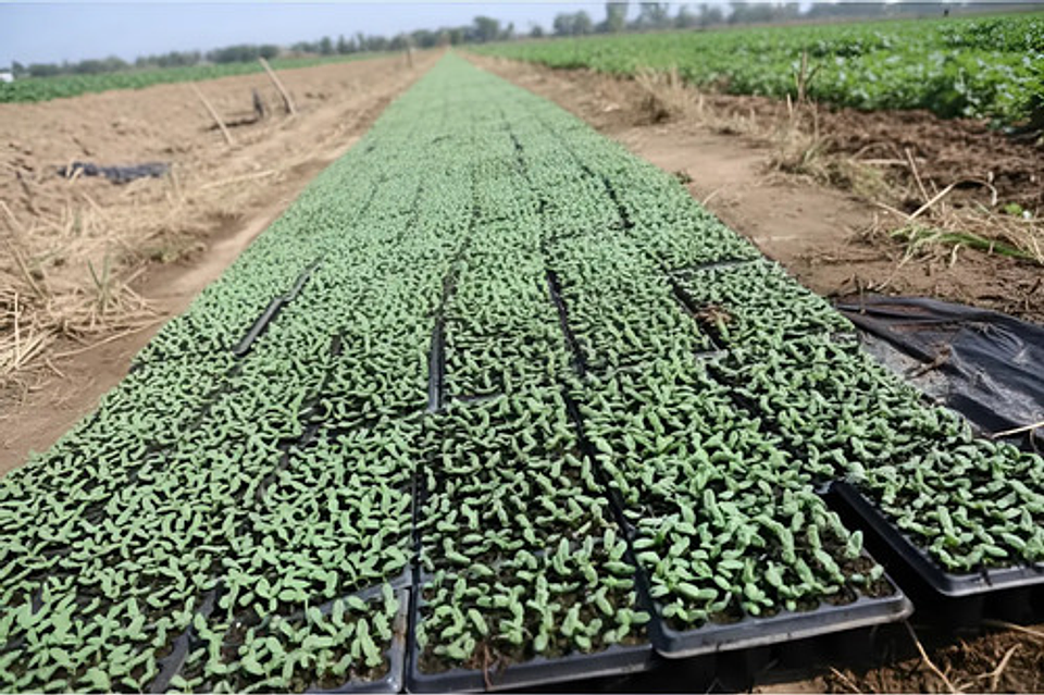 Bandeja Semillero-germinacion 128 Cavidades X 10 Unidades 8