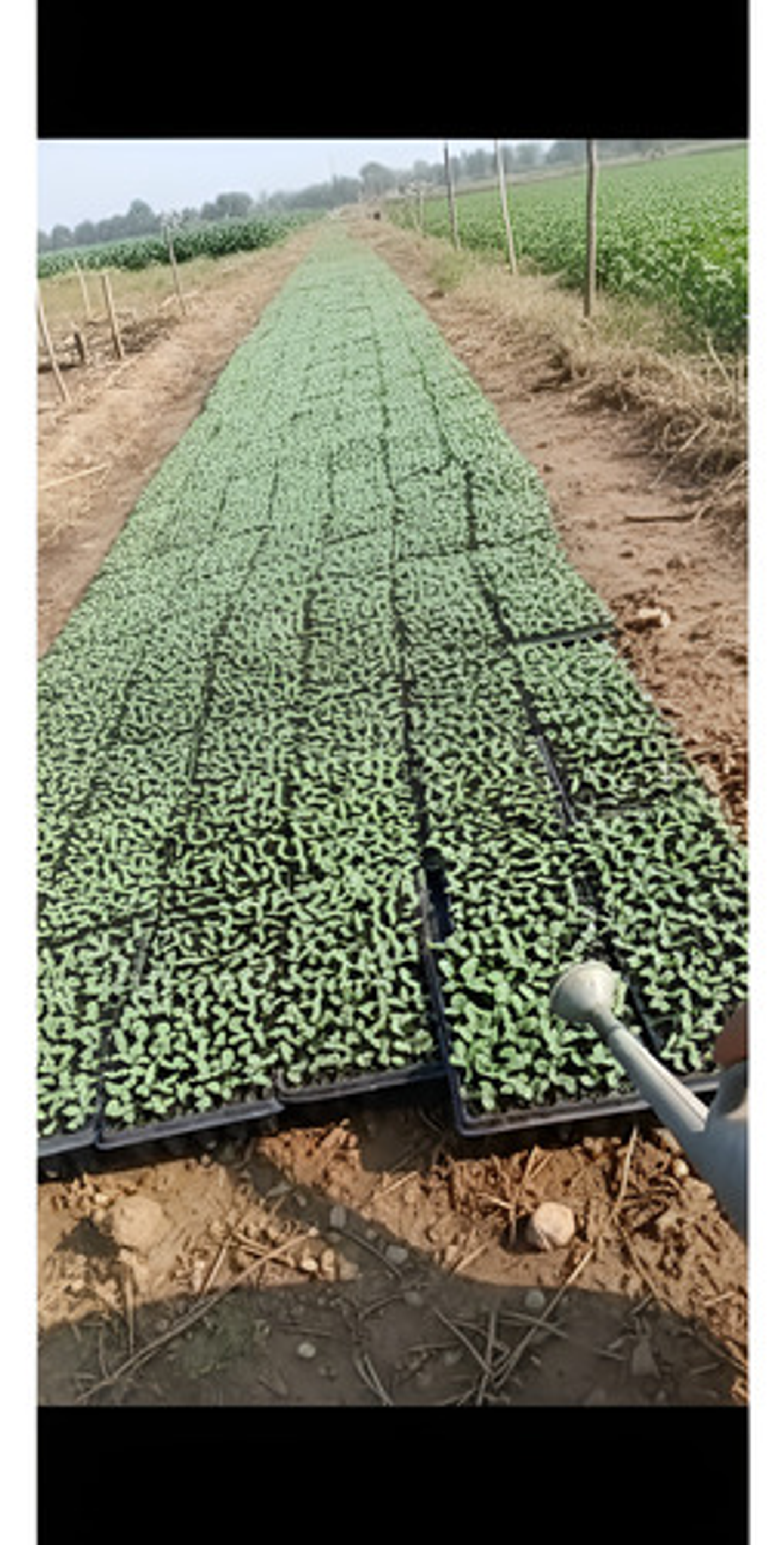 Bandeja Semillero-germinacion 128 Cavidades X 5 Unidades 4