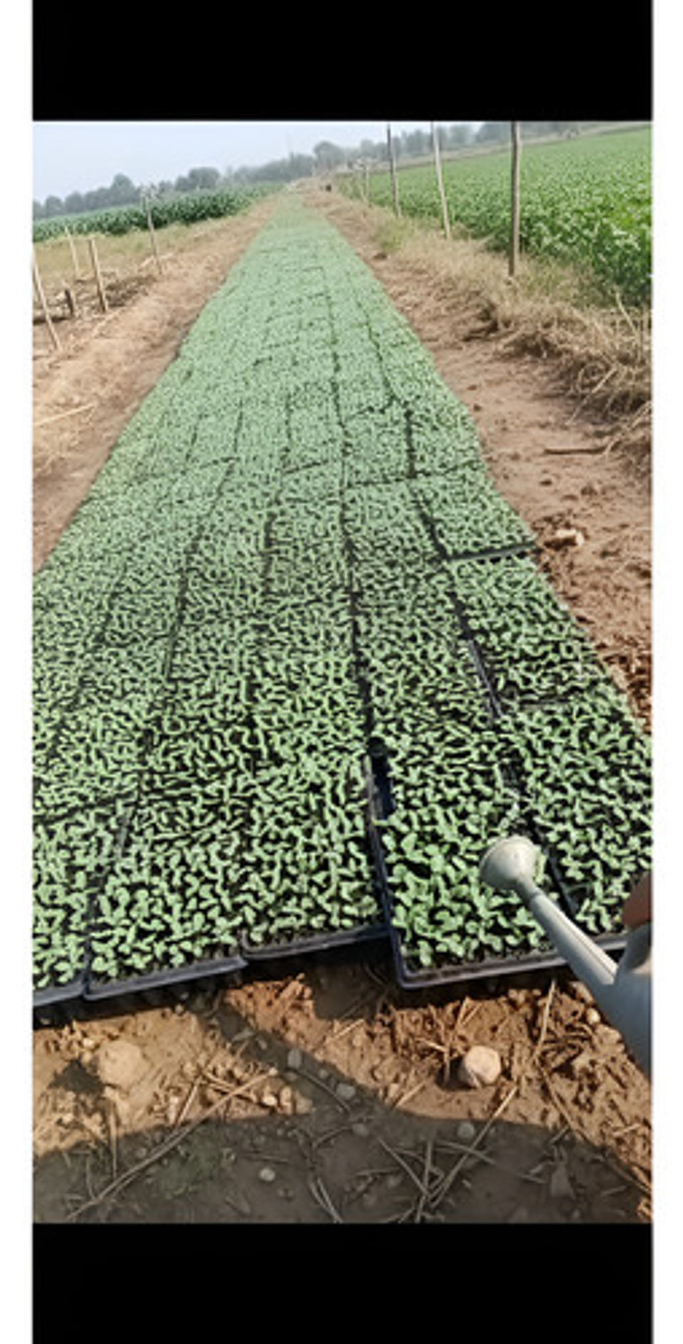 Bandeja Semillero-germinacion 128 Cavidades X 5 Unidades 4