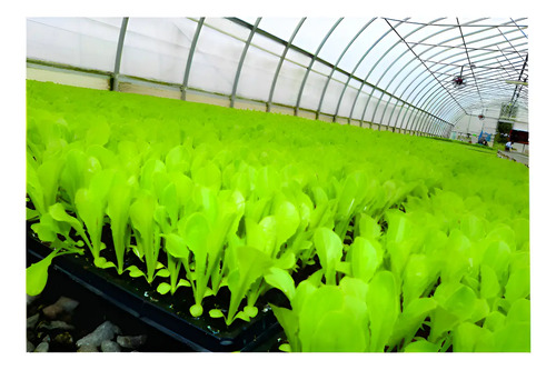 Bandeja  de Germinación 128 Cavidades | Agrosamario 3