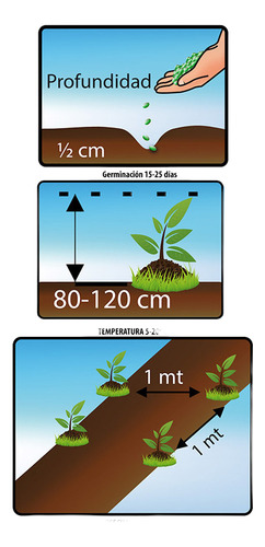 Semillas Aromaticas Tomillo-romero-hierbabuena-ruda-manz Etc 2