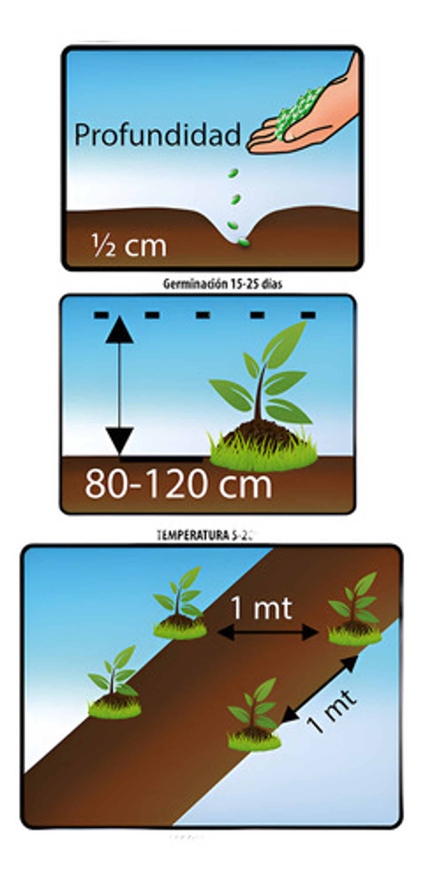 Semillas Aromaticas Tomillo-romero-hierbabuena-ruda-manz Etc 5