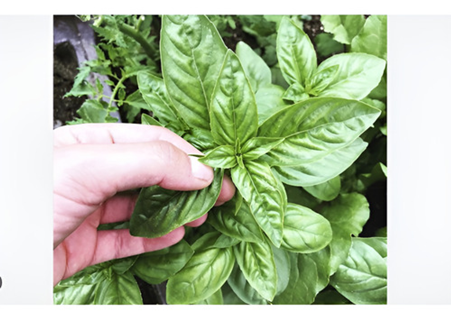 Semillas Aromaticas Tomillo-romero-hierbabuena-ruda-manz Etc 6