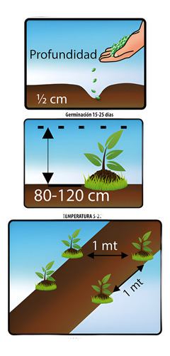 Semillas Aromaticas Tomillo-romero-hierbabuena-ruda-manz Etc 8