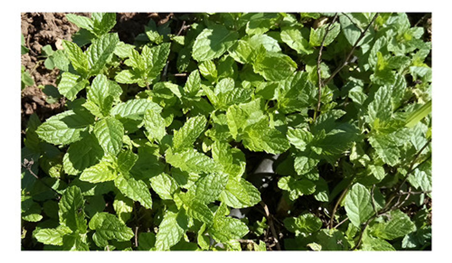 Semillas Aromaticas Tomillo-romero-hierbabuena-ruda-manz Etc 9