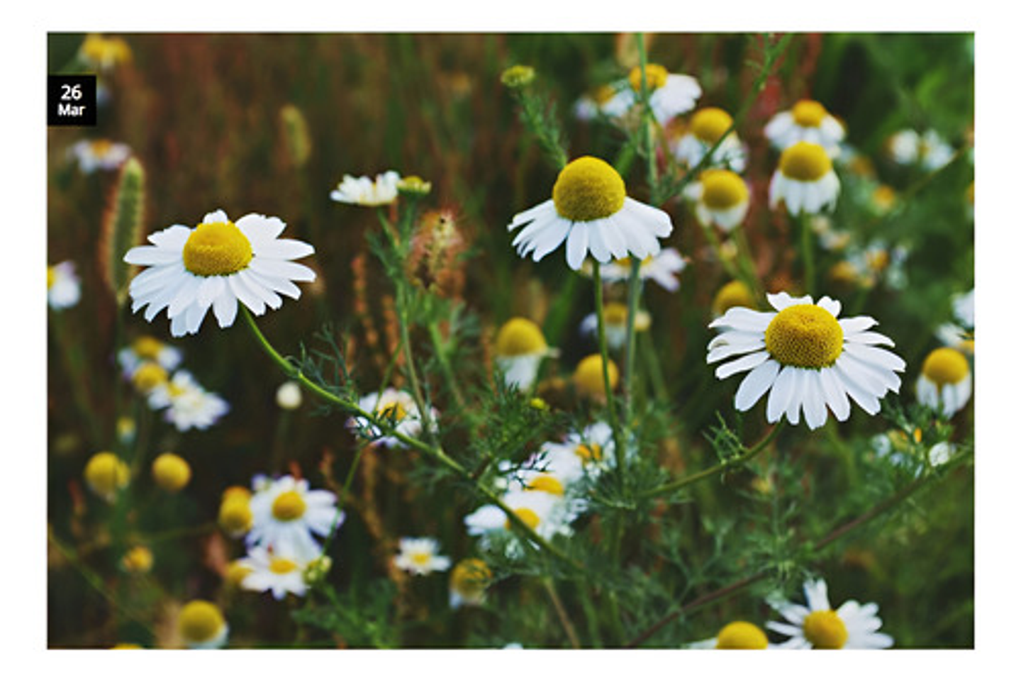 Semillas Aromaticas Tomillo-romero-hierbabuena-ruda-manz Etc 11