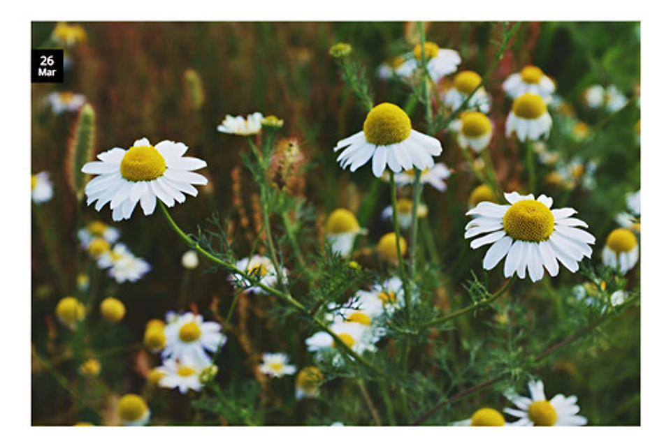 Semillas Aromaticas Tomillo-romero-hierbabuena-ruda-manz Etc 11