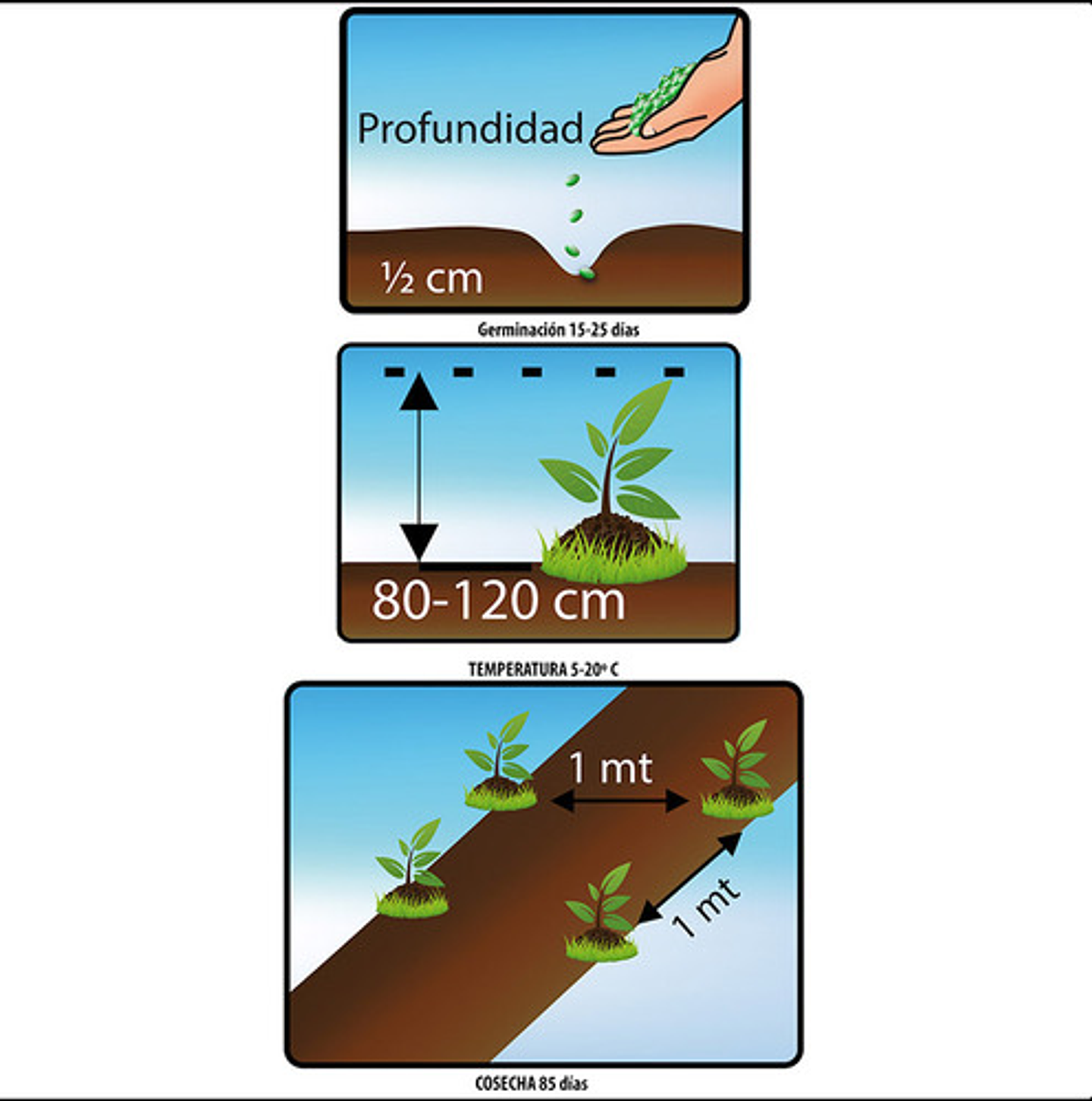 Semillas Aromaticas Tomillo-romero-hierbabuena-ruda-manz Etc 14