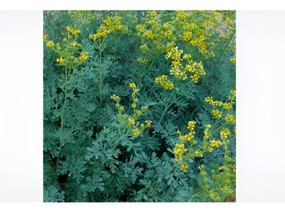 Semillas Aromaticas Tomillo-romero-hierbabuena-ruda-manz Etc 15