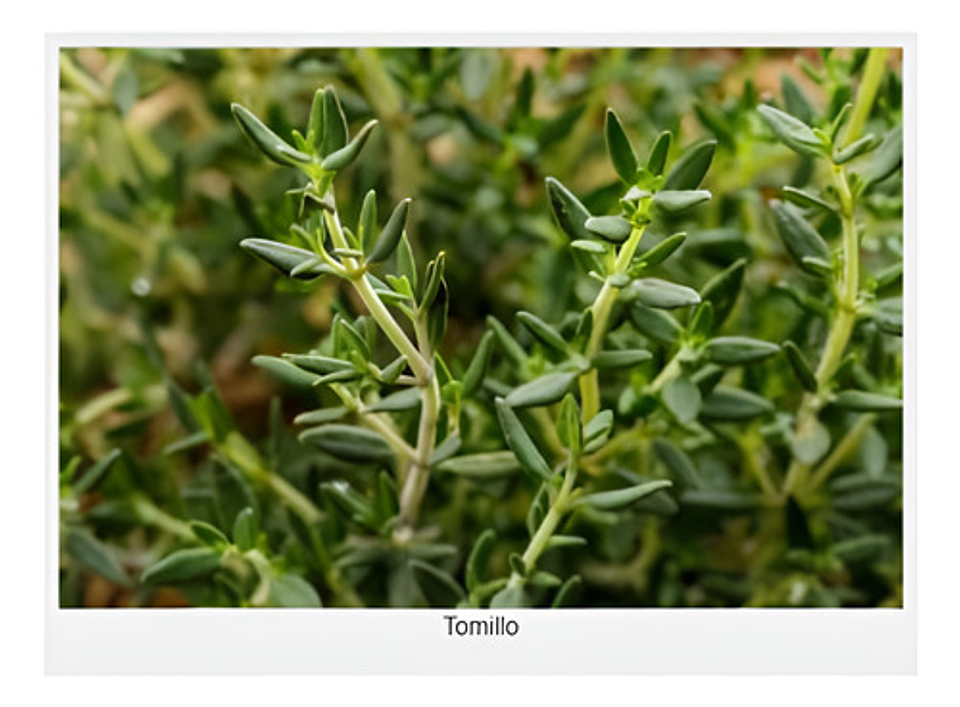 Semillas Aromaticas Tomillo-romero-hierbabuena-ruda-manz Etc 18