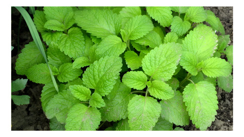 Semillas Aromaticas Tomillo-romero-hierbabuena-ruda-manz Etc 20