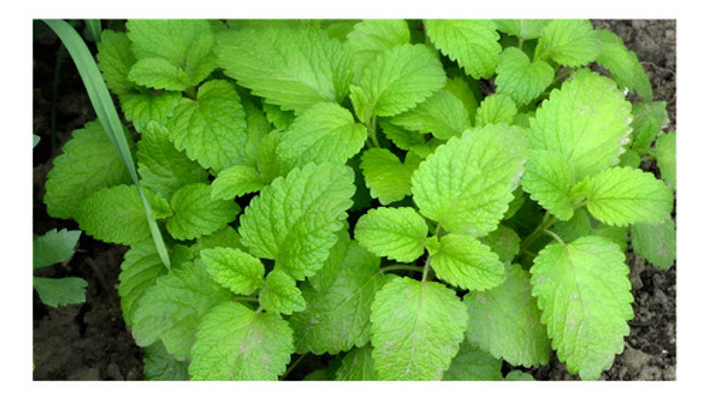 Semillas Aromaticas Tomillo-romero-hierbabuena-ruda-manz Etc 20